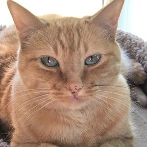 Meet your Posher, Sally